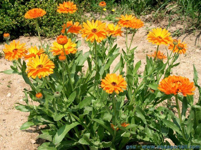 Calendula